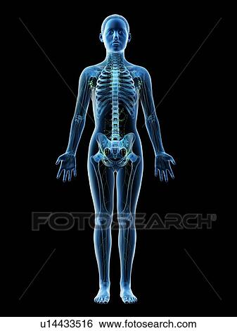 Female lymphatic system, computer illustration. View Large Photo Image Stock Photograph - Female lymphatic system, computer illustration.. Fotosearch