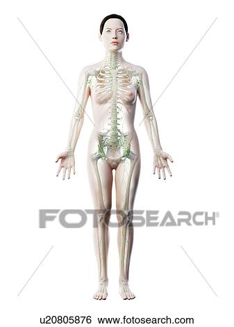Female lymphatic system, computer illustration. View Large Photo Image Stock Photograph - Female lymphatic system, computer illustration.. Fotosearch