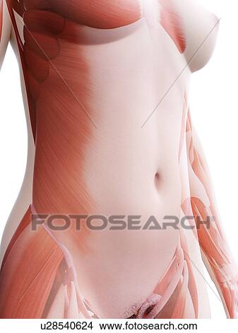 Picture - Female musculature, computer illustration.. Fotosearch