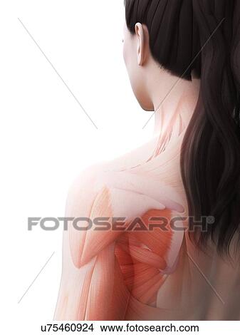 Female musculature, computer illustration. View Large Photo Image Picture - Female musculature, computer illustration.. Fotosearch