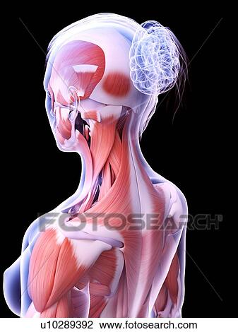 Stock Image - Female musculature, computer illustration.. Fotosearch