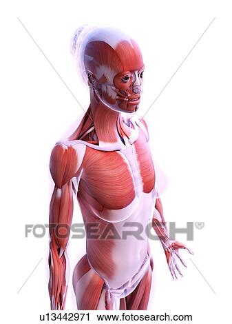 Stock Image - Female musculature, computer illustration.. Fotosearch