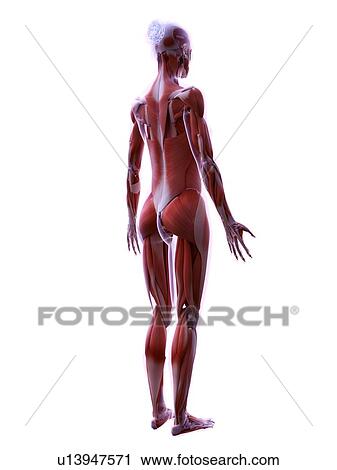 Stock Image - Female musculature, computer illustration.. Fotosearch