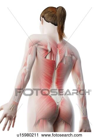 Stock Image - Female musculature, computer illustration.. Fotosearch