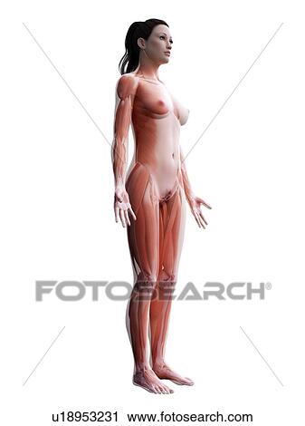 Stock Image - Female musculature, computer illustration.. Fotosearch