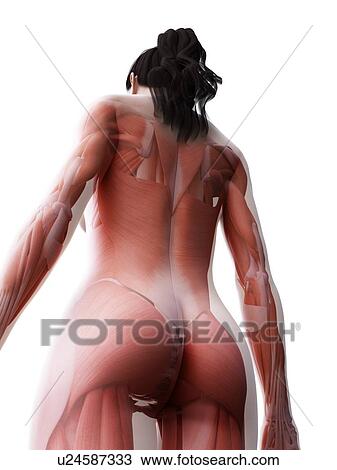 Stock Image - Female musculature, computer illustration.. Fotosearch