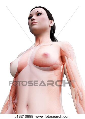 Stock Photo - Female musculature, computer illustration.. Fotosearch