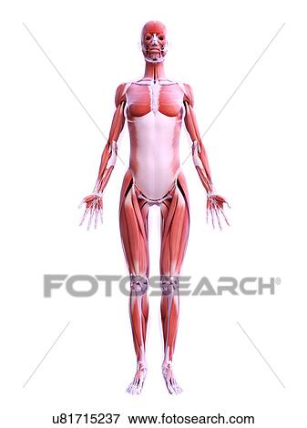 Stock Photo - Female musculature, computer illustration.. Fotosearch