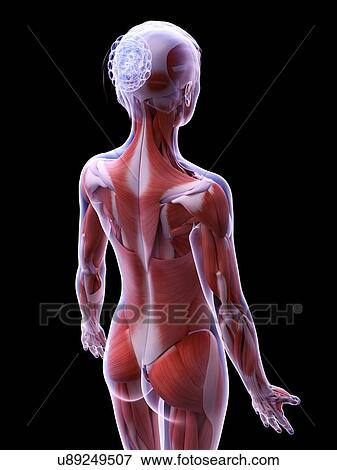 Stock Photo - Female musculature, computer illustration.. Fotosearch