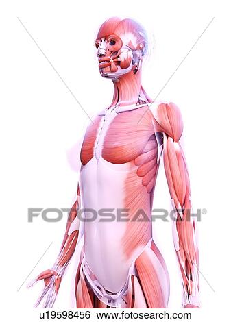Stock Photograph - Female musculature, computer illustration.. Fotosearch