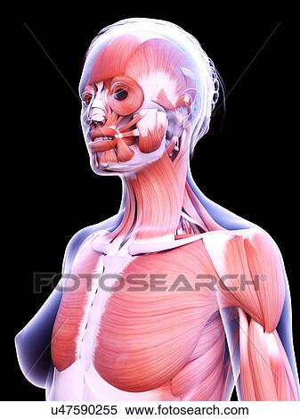Stock Photography - Female musculature, computer illustration.. Fotosearch