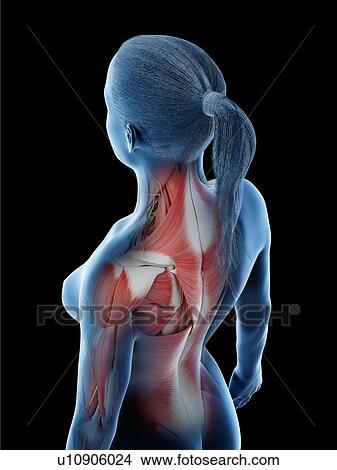 Picture - Female musculature of the neck and back, computer illustration.. Fotosearch