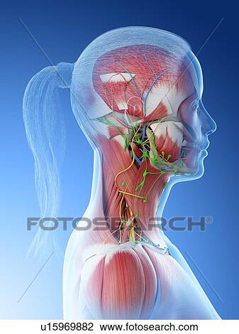 Stock Image - Female neck anatomy, computer illustration.. Fotosearch