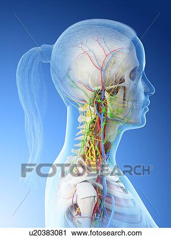 Stock Image - Female neck anatomy, computer illustration.. Fotosearch