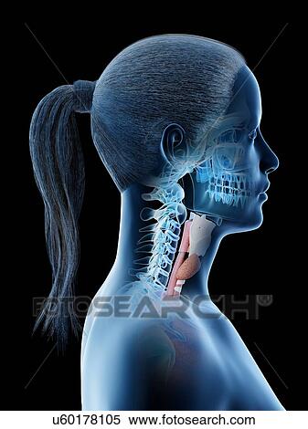 Stock Photography - Female neck anatomy, computer illustration.. Fotosearch