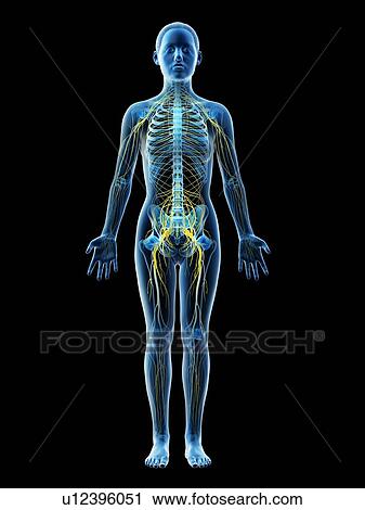 Female nervous system, computer illustration. View Large Photo Image Stock Image - Female nervous system, computer illustration.. Fotosearch