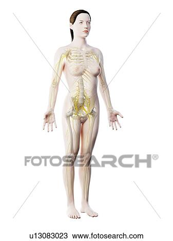 Female nervous system, computer illustration. View Large Photo Image Stock Image - Female nervous system, computer illustration.. Fotosearch