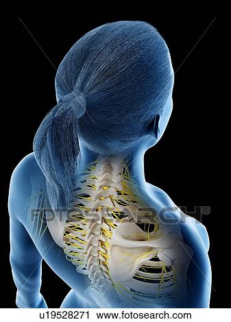 Female nervous system, computer illustration. View Large Photo Image Stock Image - Female nervous system, computer illustration.. Fotosearch