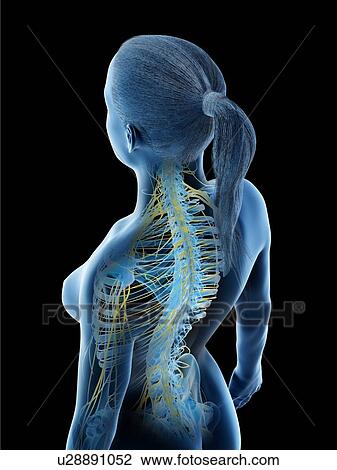 Female nervous system, computer illustration. View Large Photo Image Stock Image - Female nervous system, computer illustration.. Fotosearch