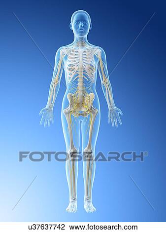 Female nervous system, computer illustration. View Large Photo Image Stock Image - Female nervous system, computer illustration.. Fotosearch