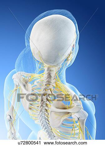 Female nervous system, computer illustration. View Large Photo Image Stock Image - Female nervous system, computer illustration.. Fotosearch