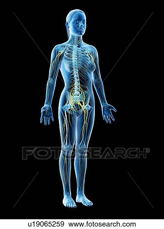 Female nervous system, computer illustration. View Large Photo Image Stock Photo - Female nervous system, computer illustration.. Fotosearch