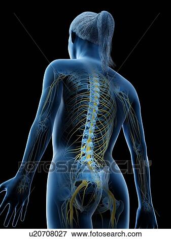 Female nervous system, computer illustration. View Large Photo Image Stock Photo - Female nervous system, computer illustration.. Fotosearch