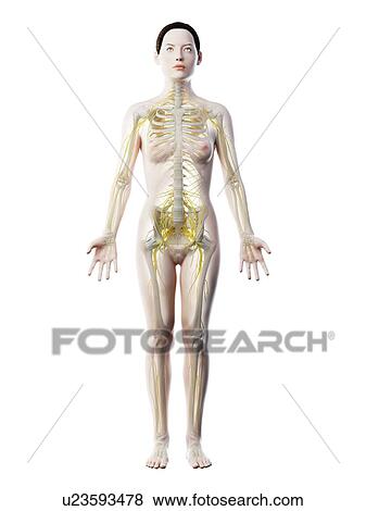 Female nervous system, computer illustration. View Large Photo Image Stock Photo - Female nervous system, computer illustration.. Fotosearch