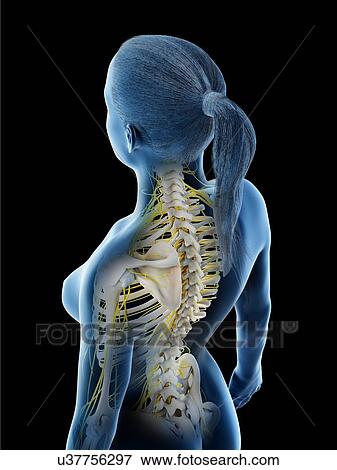Female nervous system, computer illustration. View Large Photo Image Stock Photo - Female nervous system, computer illustration.. Fotosearch