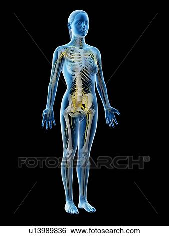 Female nervous system, computer illustration. View Large Photo Image Stock Photograph - Female nervous system, computer illustration.. Fotosearch