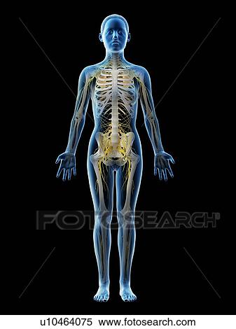 Female nervous system, computer illustration. View Large Photo Image Stock Photography - Female nervous system, computer illustration.. Fotosearch