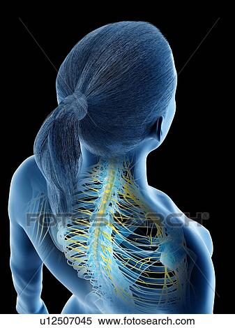 Female nervous system, computer illustration. View Large Photo Image Stock Photography - Female nervous system, computer illustration.. Fotosearch