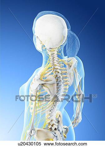 Female nervous system, computer illustration. View Large Photo Image Stock Photography - Female nervous system, computer illustration.. Fotosearch
