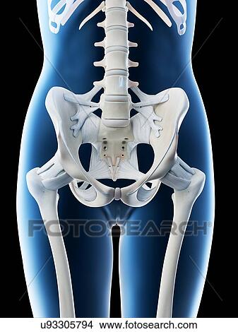 Female pelvis anatomy, computer illustration. View Large Photo Image Picture - Female pelvis anatomy, computer illustration.. Fotosearch