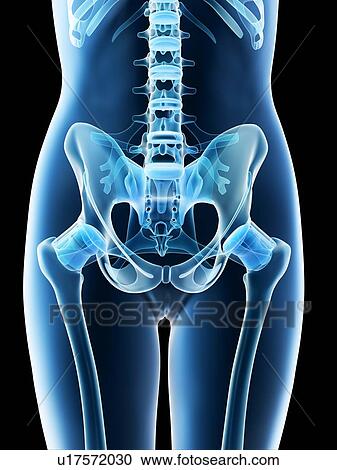 Female pelvis anatomy, computer illustration. View Large Photo Image Stock Image - Female pelvis anatomy, computer illustration.. Fotosearch