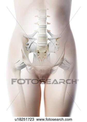 Stock Image - Female pelvis anatomy, computer illustration.. Fotosearch