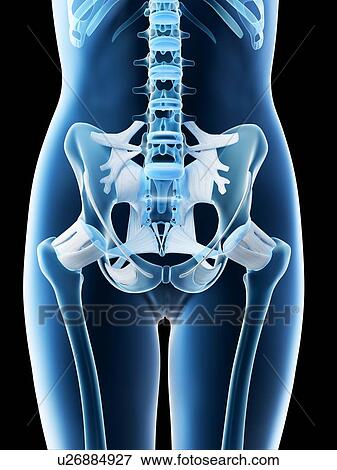 Female pelvis anatomy, computer illustration. View Large Photo Image Stock Photo - Female pelvis anatomy, computer illustration.. Fotosearch