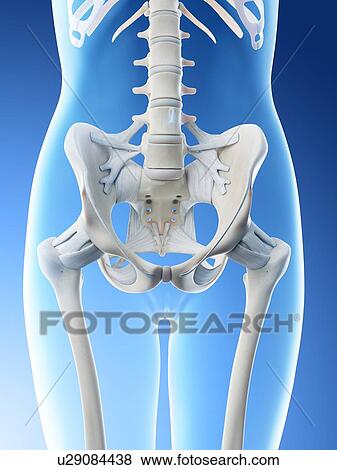 Female pelvis anatomy, computer illustration. View Large Photo Image Stock Photo - Female pelvis anatomy, computer illustration.. Fotosearch