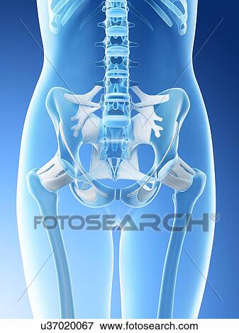 Stock Photo - Female pelvis anatomy, computer illustration.. Fotosearch