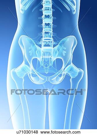 Female pelvis anatomy, computer illustration. View Large Photo Image Stock Photo - Female pelvis anatomy, computer illustration.. Fotosearch