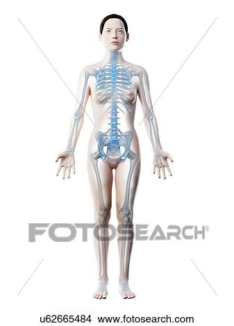 Female skeleton and ligaments, computer illustration. View Large Photo Image Picture - Female skeleton and ligaments, computer illustration.. Fotosearch