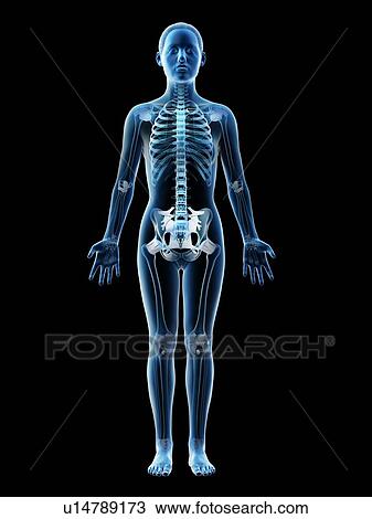 Stock Image - Female skeleton and ligaments, computer illustration.. Fotosearch