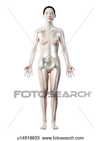 Stock Image - Female skeleton and ligaments, computer illustration.. Fotosearch