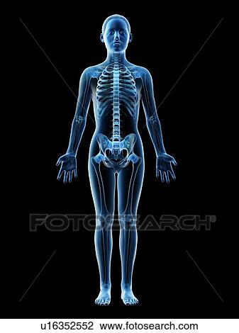 Stock Image - Female skeleton and ligaments, computer illustration.. Fotosearch