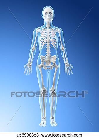 Stock Image - Female skeleton and ligaments, computer illustration.. Fotosearch