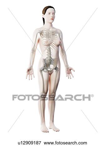 Female skeleton and ligaments, computer illustration. View Large Photo Image Stock Photo - Female skeleton and ligaments, computer illustration.. Fotosearch