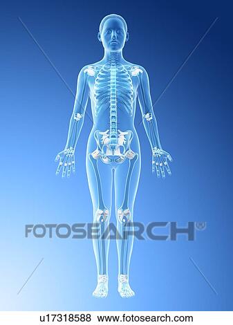Stock Photo - Female skeleton and ligaments, computer illustration.. Fotosearch