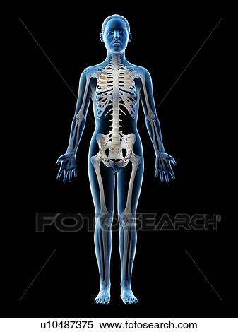 Stock Photography - Female skeleton and ligaments, computer illustration.. Fotosearch