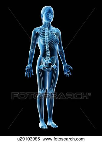 Female skeleton and ligaments, computer illustration. View Large Photo Image Stock Photography - Female skeleton and ligaments, computer illustration.. Fotosearch