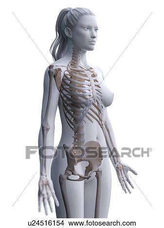 Picture - Female skeleton, computer illustration.. Fotosearch